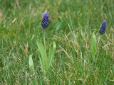 Muscari latifolium