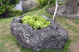 Pistia stratiotes