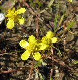 Ranunculus reptans. Цветущие растения. Коми, окр. г. Сыктывкар, пос. Пычим, Пычимское озеро (карьер). 21.08.2010.