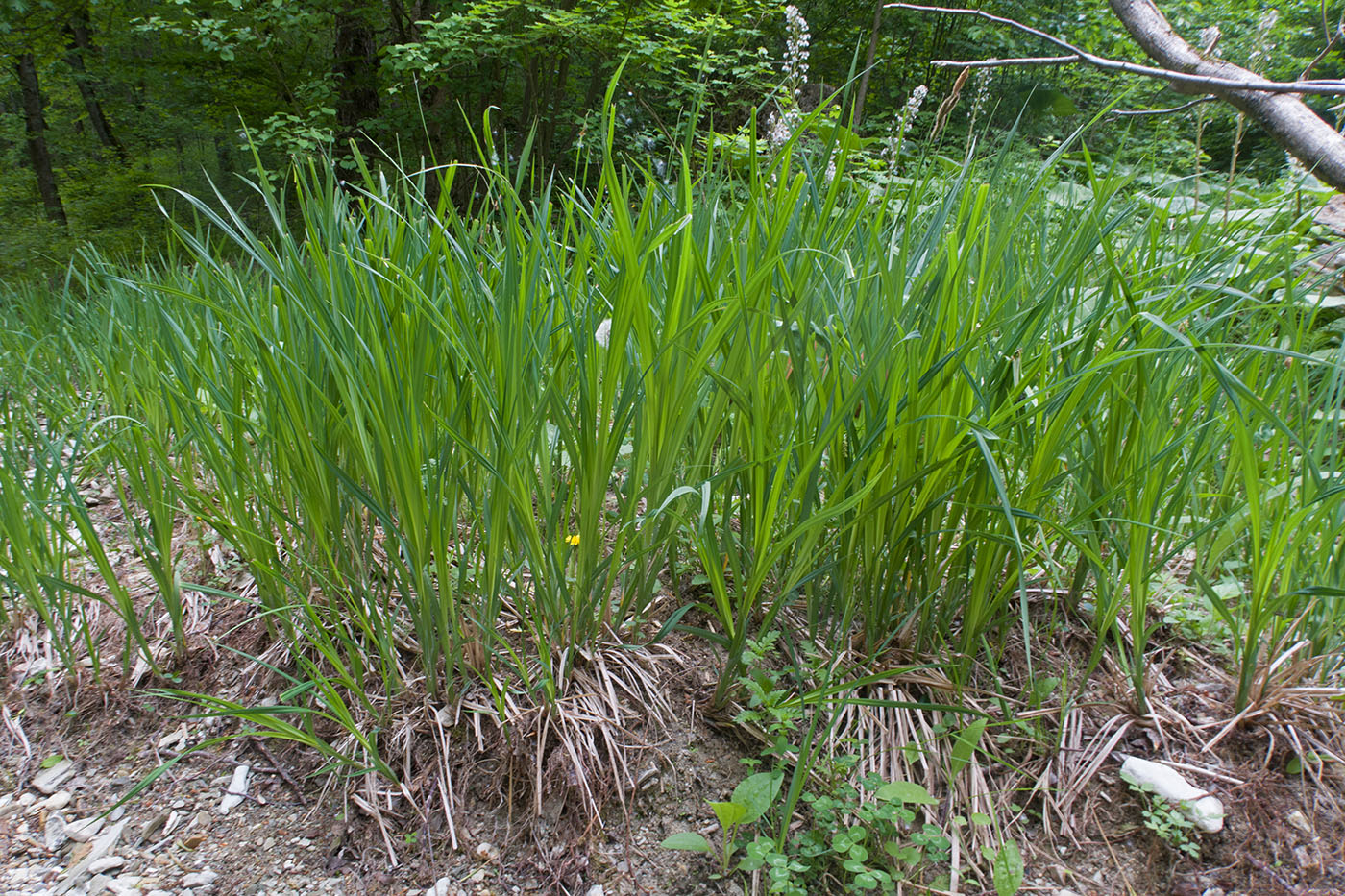 Изображение особи Carex acutiformis.