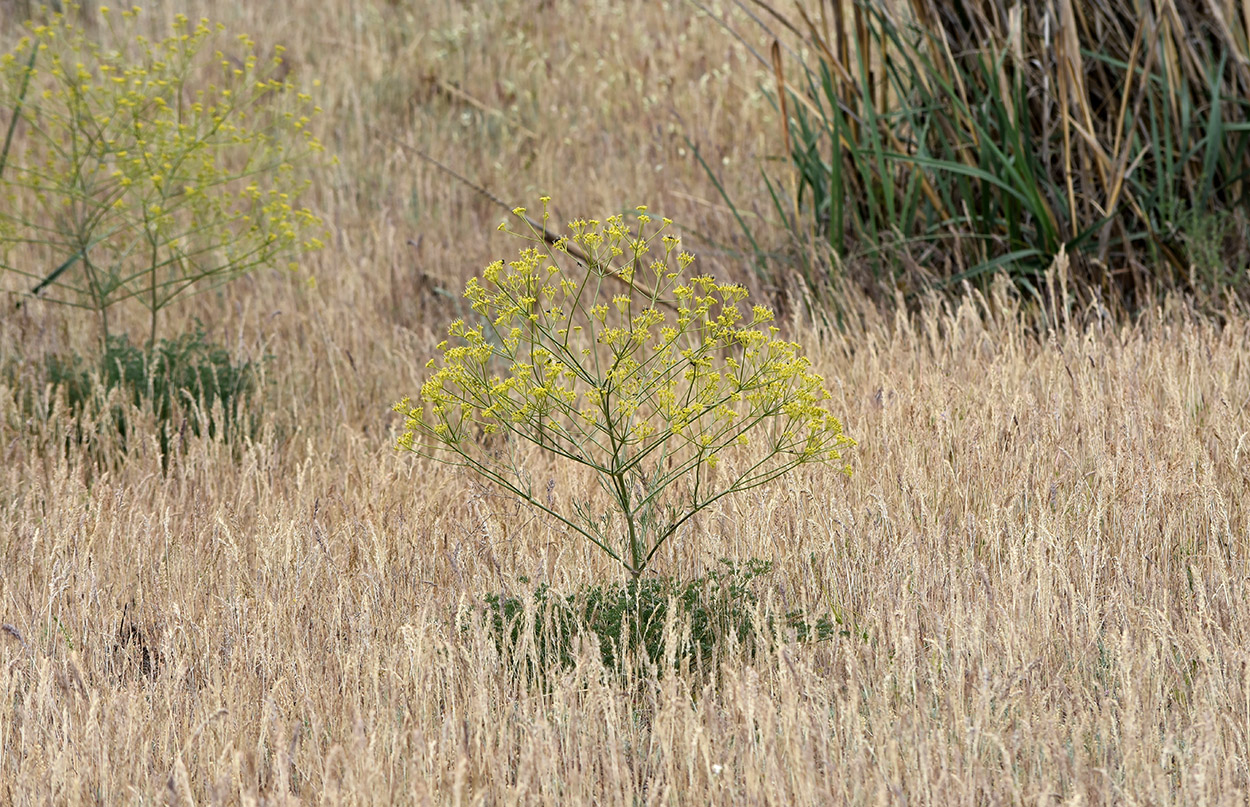 Изображение особи Ferula caspica.