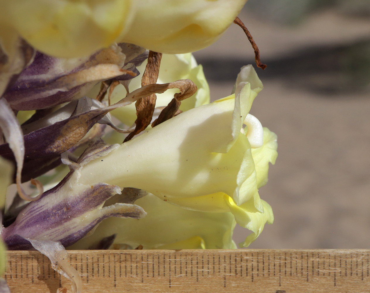 Image of Cistanche flava specimen.