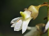 Maackia amurensis