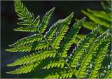 Matteuccia struthiopteris