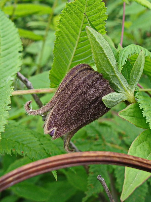 Image of Clematis fusca specimen.