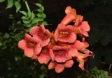 Campsis radicans
