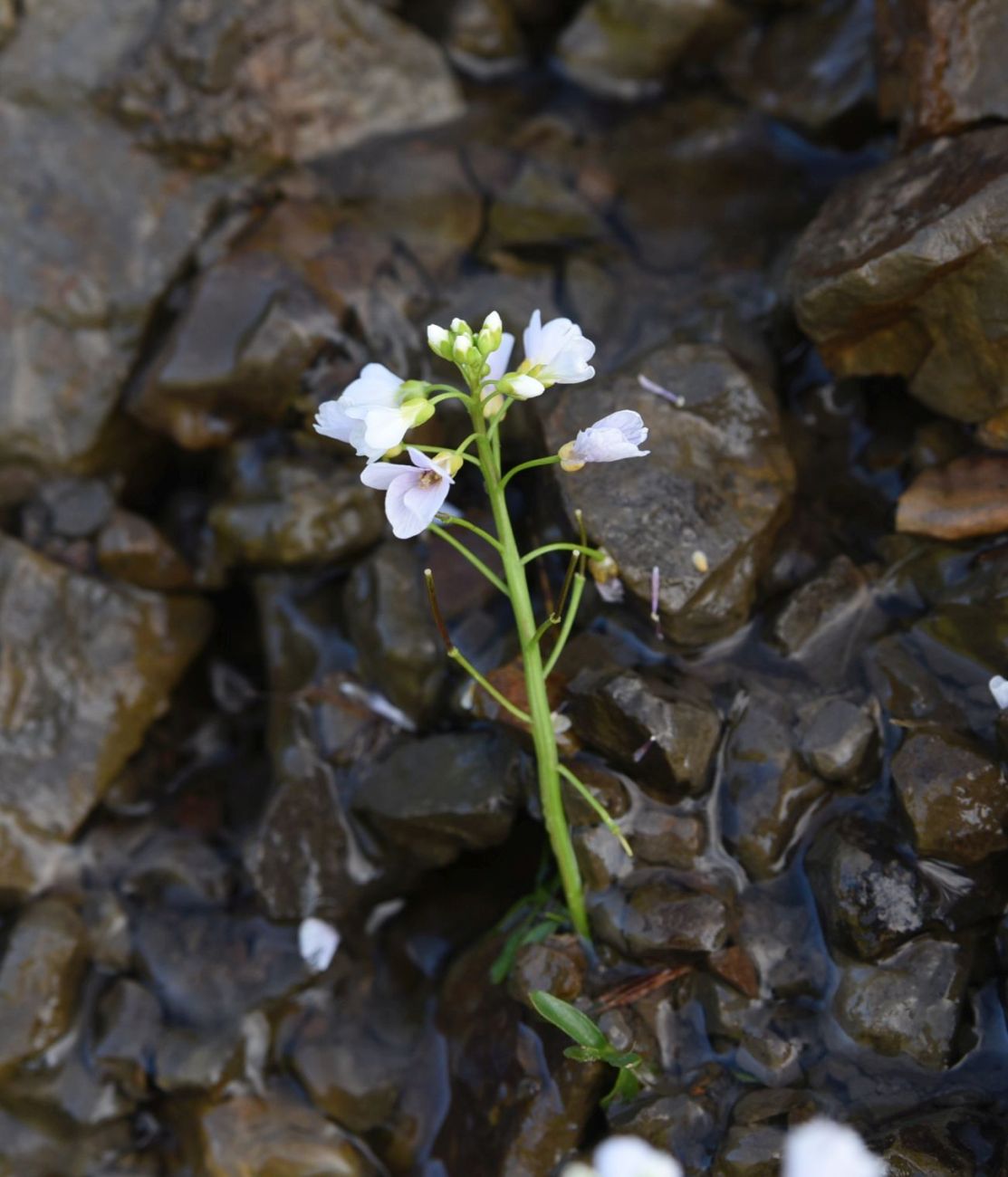 Изображение особи Cardamine seidlitziana.