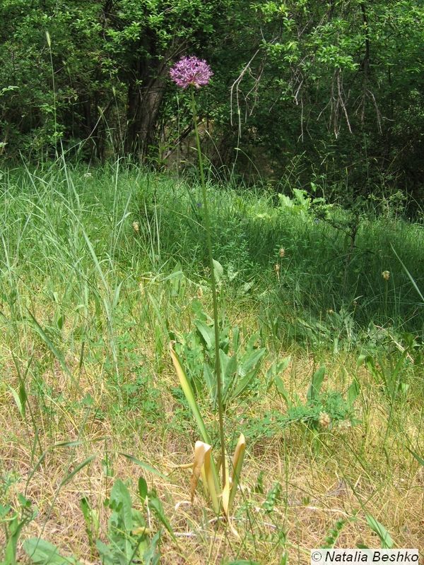 Image of Allium altissimum specimen.