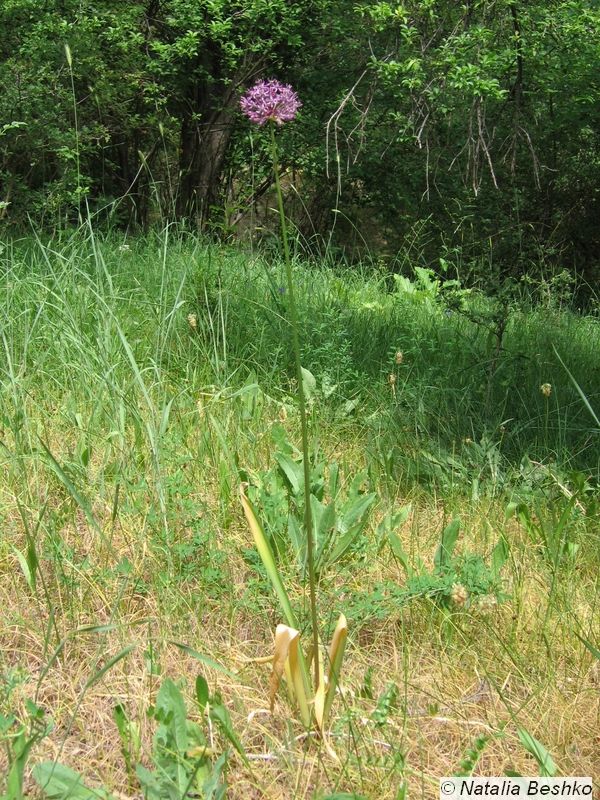 Изображение особи Allium altissimum.