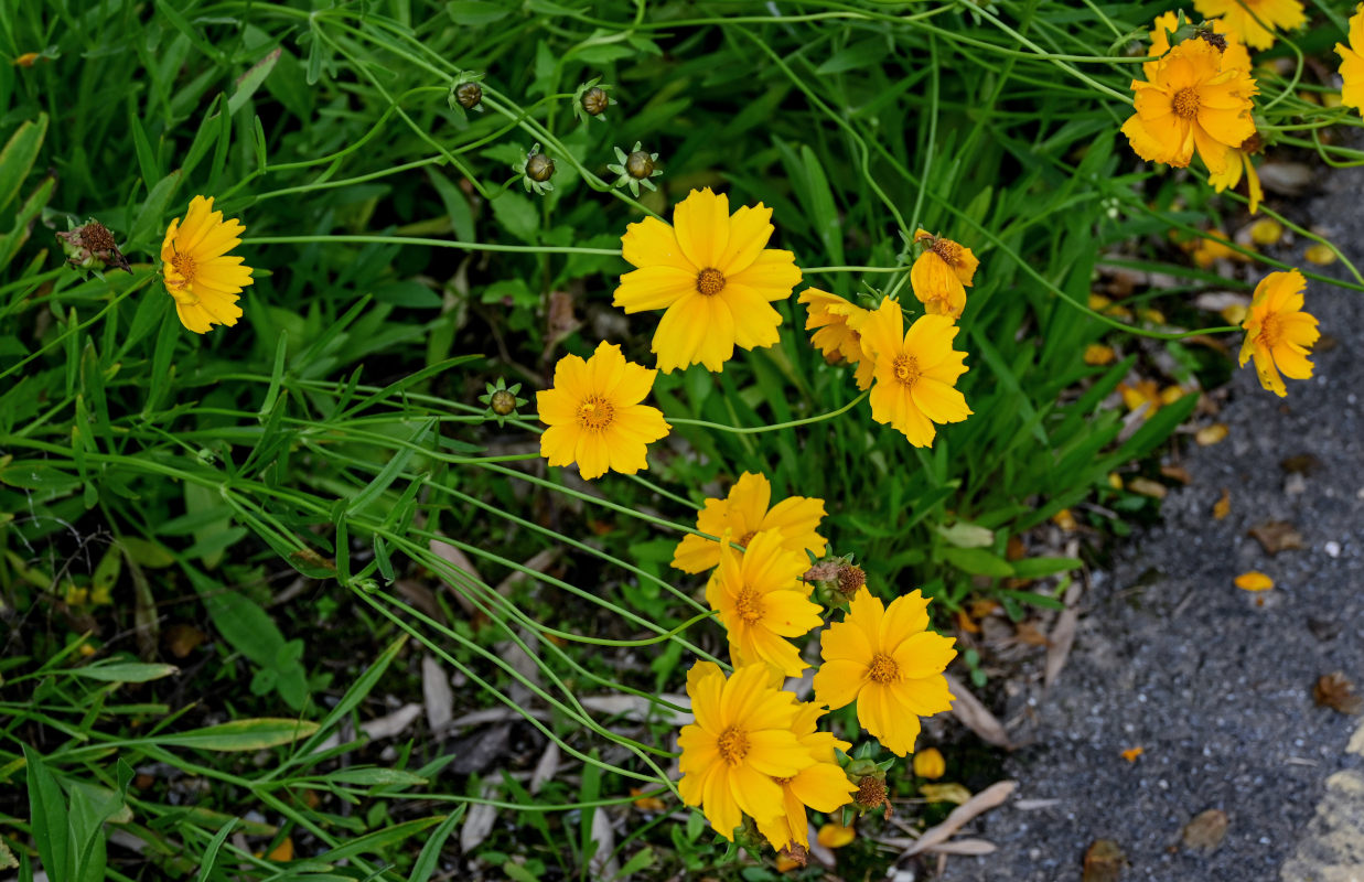 Изображение особи Coreopsis grandiflora.