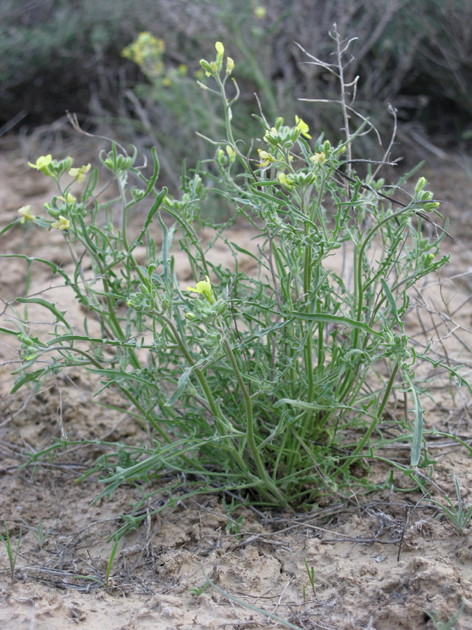 Image of Sterigmostemum caspicum specimen.