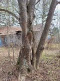 Tilia platyphyllos