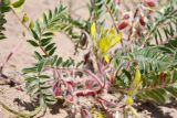 Astragalus rubtzovii. Цветущее и плодоносящее растение. Казахстан, Алматинская обл., Северный Тянь-Шань, дол. р. Кегень, пески Кум-Текей, ≈ 2000 м н.у.м., барханные пески. 26 июля 2024 г.
