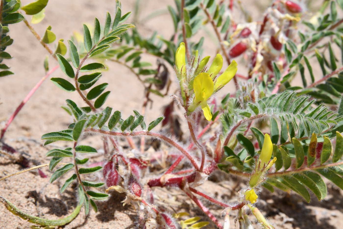 Изображение особи Astragalus rubtzovii.