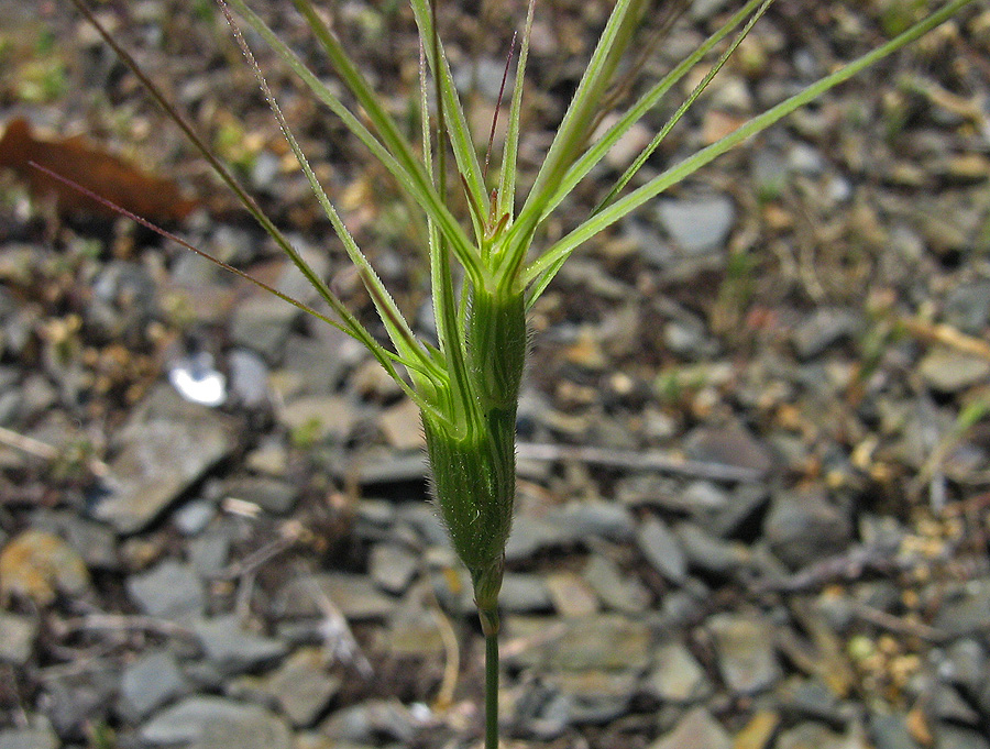 Изображение особи Aegilops biuncialis.