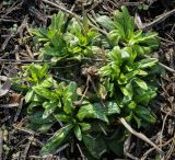 genus Epilobium
