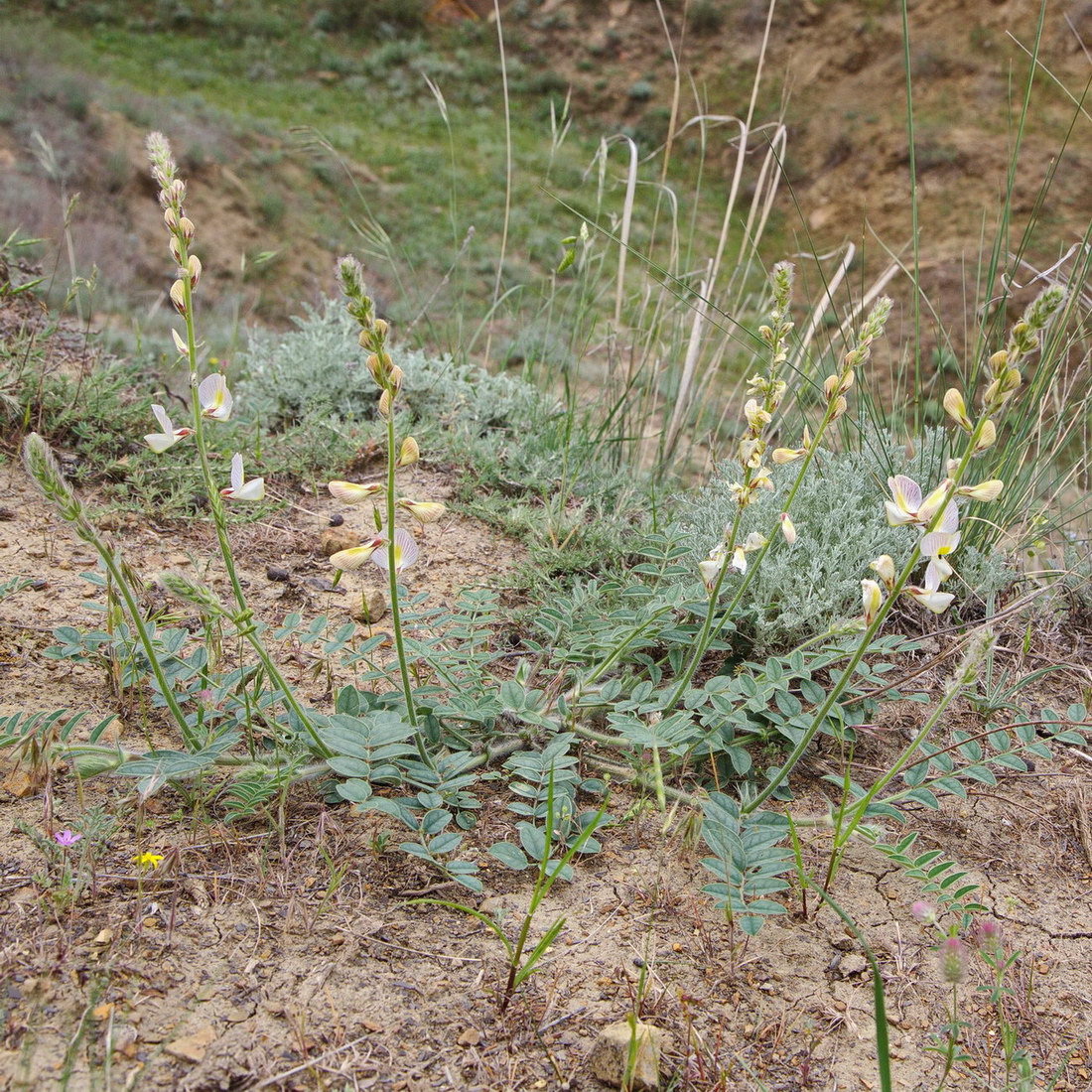 Изображение особи Onobrychis majorovii.