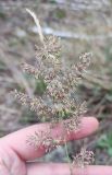 Calamagrostis epigeios