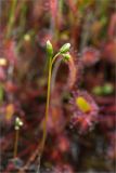 Drosera anglica. Соцветие в бутонах. Мурманская обл., Кандалакшский р-н, Княжегубское вдхр., оз. Нотозеро, небольшой заболоченный островок. 11.07.2024.
