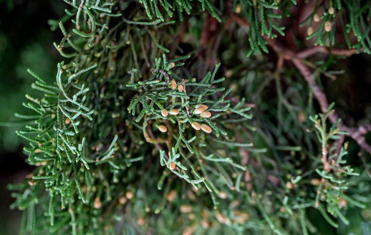 Image of Cupressus sempervirens specimen.