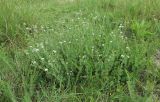 Dorycnium herbaceum. Куртина цветущих растений. Краснодарский край, м/о г. Новороссийск, окр. Суджукской лагуны, в травостое. 31.05.2025.