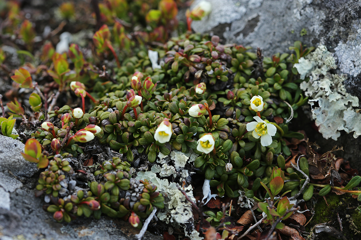 Image of Diapensia obovata specimen.