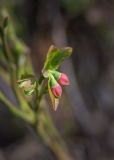 Vaccinium myrtillus. Бутоны и молодые листья. Мурманск, Октябрьский р-н, смешанный лес. 03.06.2025.