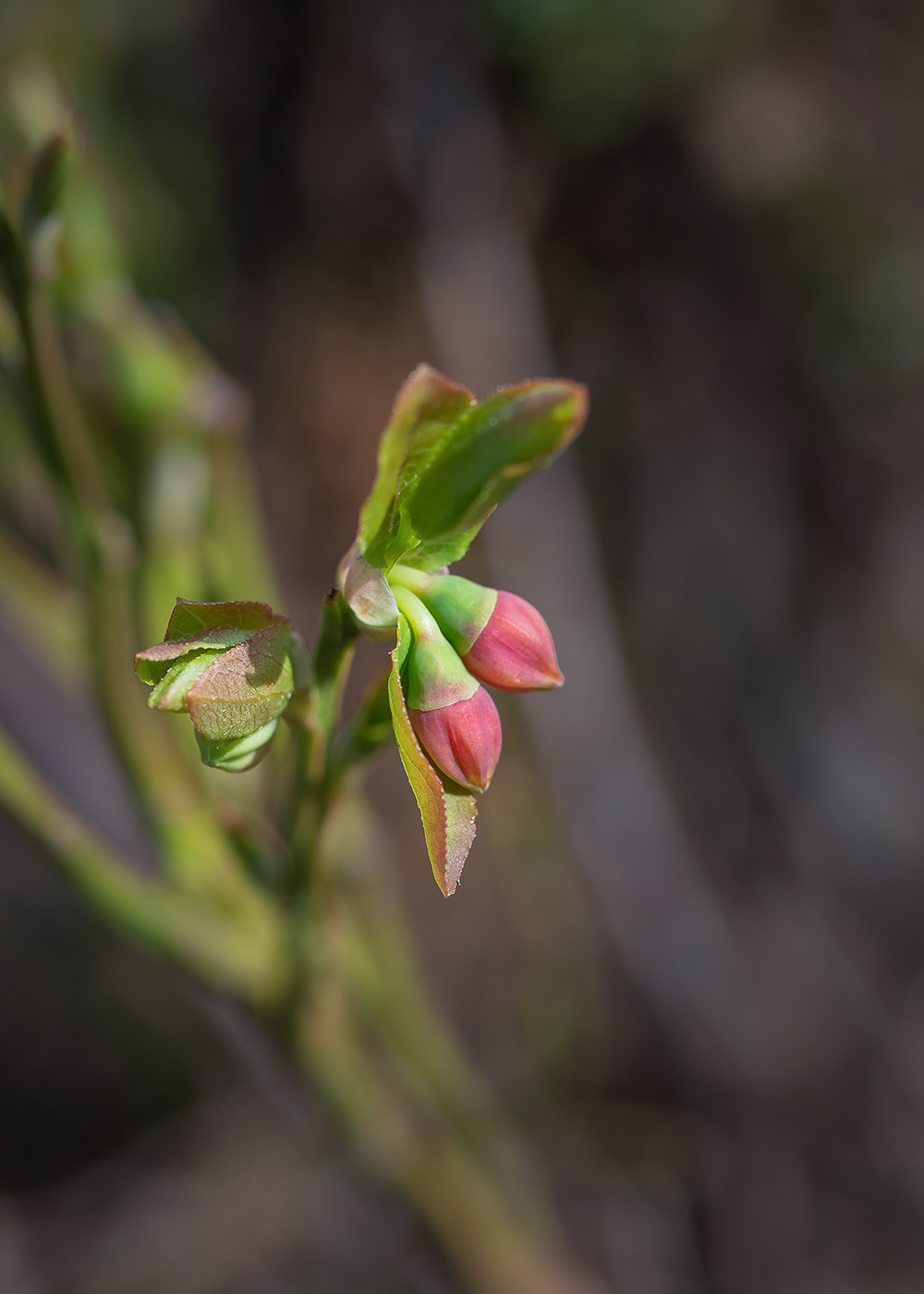 Image of Vaccinium myrtillus specimen.