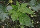 Ricinus communis