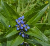 Gentiana cruciata