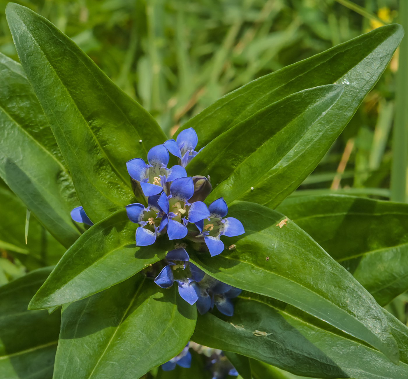 Image of Gentiana cruciata specimen.