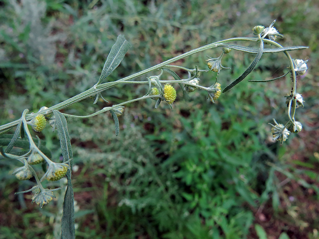 Изображение особи Artemisia absinthium.