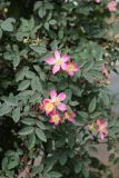 Rosa glauca. Цветки и листья. Смоленск, ул. Тимирязева, придорожное озеленение. 10.06.2025.