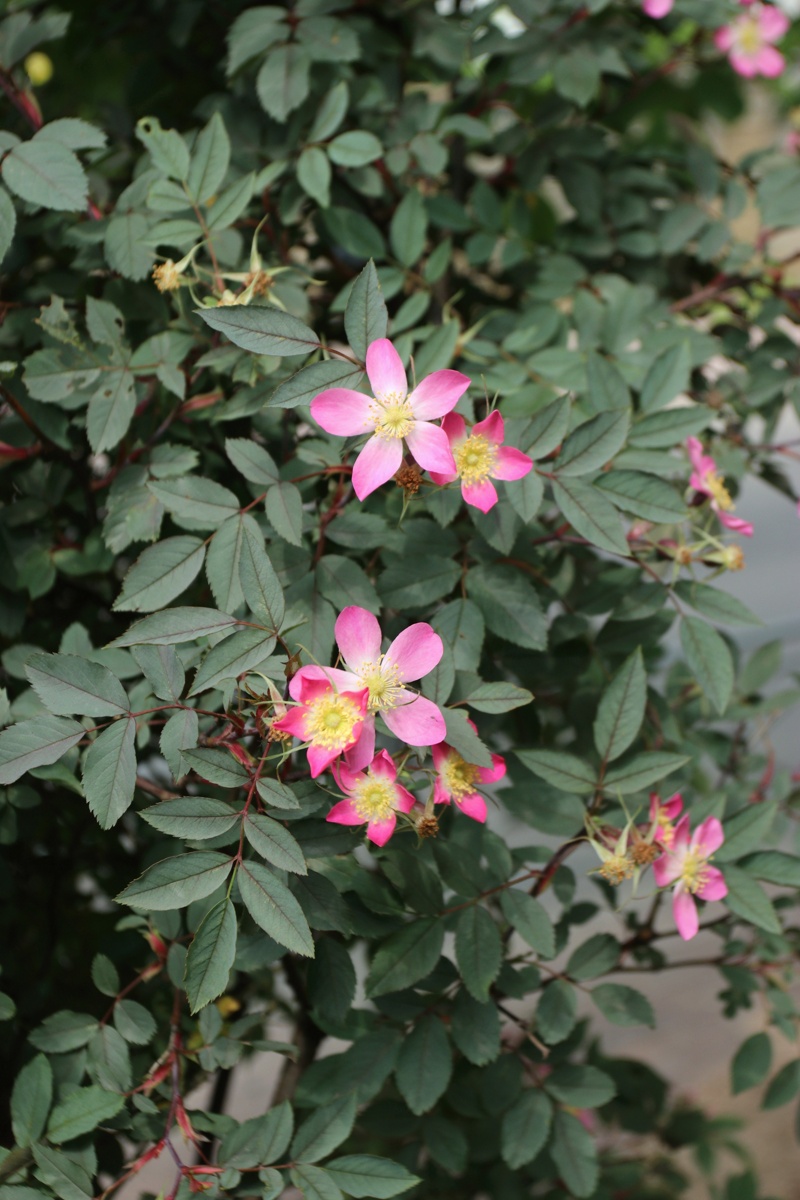 Image of Rosa glauca specimen.
