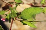Persicaria viscosa. Средняя часть побега с пазушным соцветием. Приморский край, Октябрьский р-н, окр. с. Чернятино, дол. р. Раздольная на левом берегу, пойма, на галечниково-песчаных отложениях. 08.09.2025.