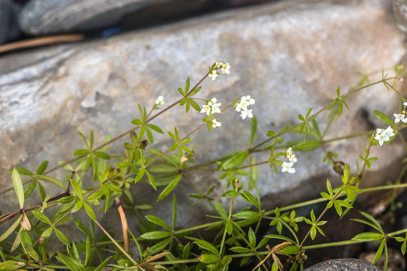 Image of genus Galium specimen.