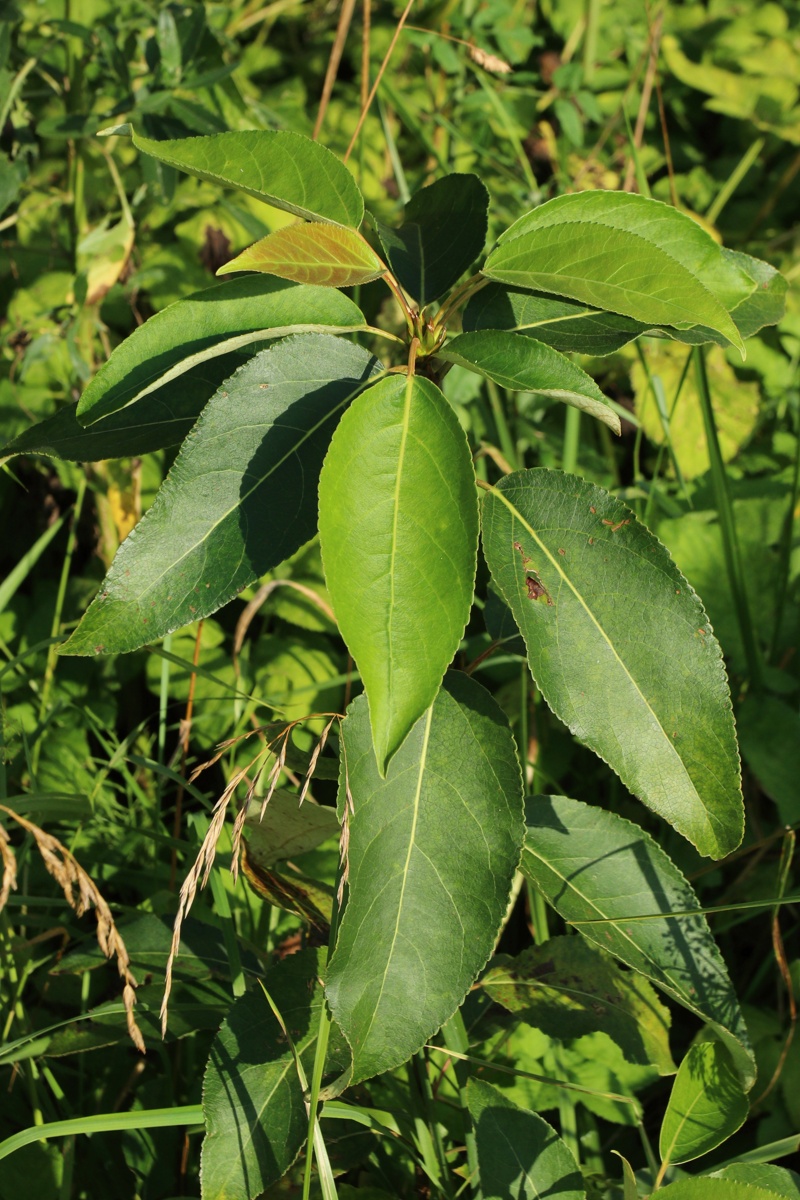Image of genus Populus specimen.