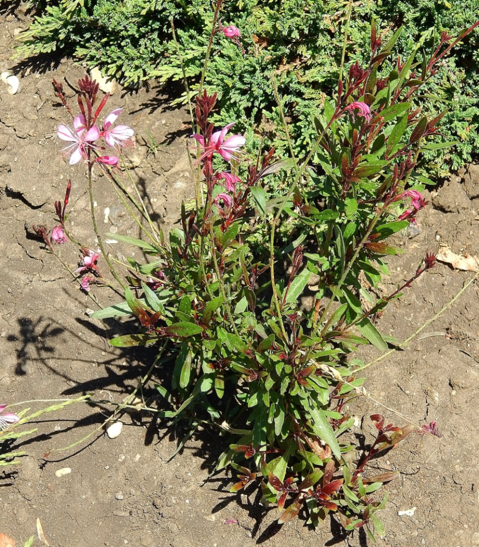 Изображение особи Gaura lindheimeri.