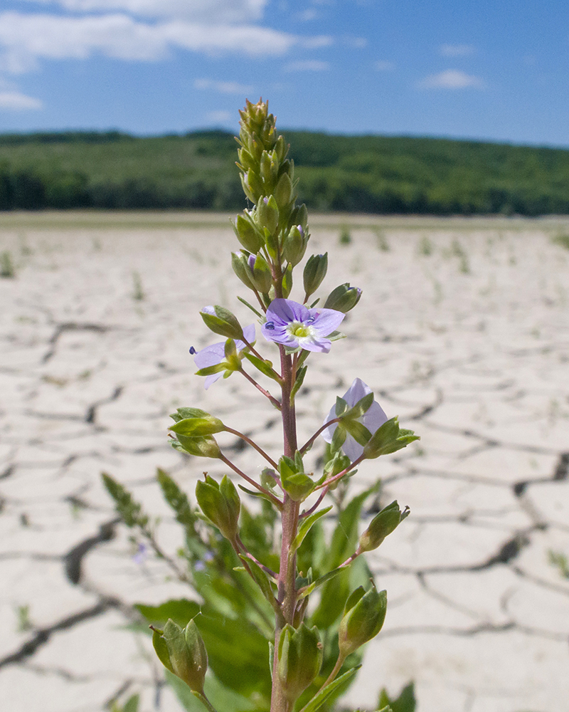 Изображение особи Veronica anagallis-aquatica.