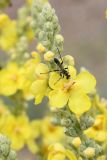Verbascum songaricum. Верхушка соцветия с цветком, бутонами и осой. Казахстан, Алмаатинская обл., Чу-Илийские горы, западная окраина гряды Ак-Чеку, обочина асфальтированной дороги. 5 июня 2025 г.