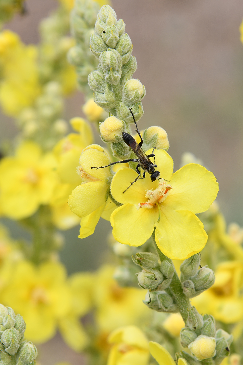 Image of Verbascum songaricum specimen.