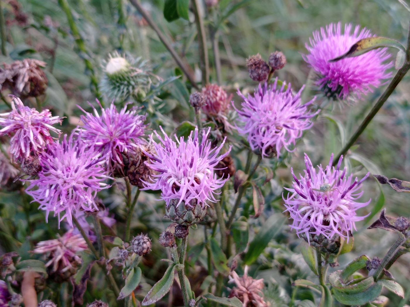 Изображение особи Centaurea scabiosa.