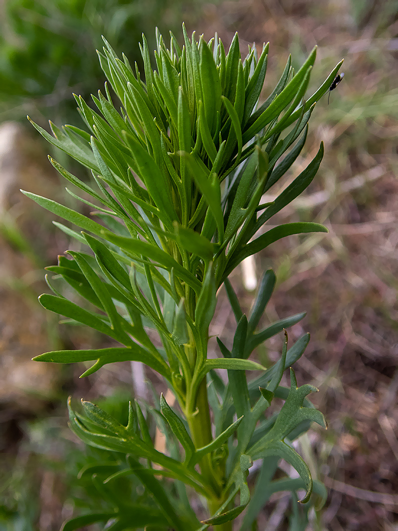Image of Peganum harmala specimen.