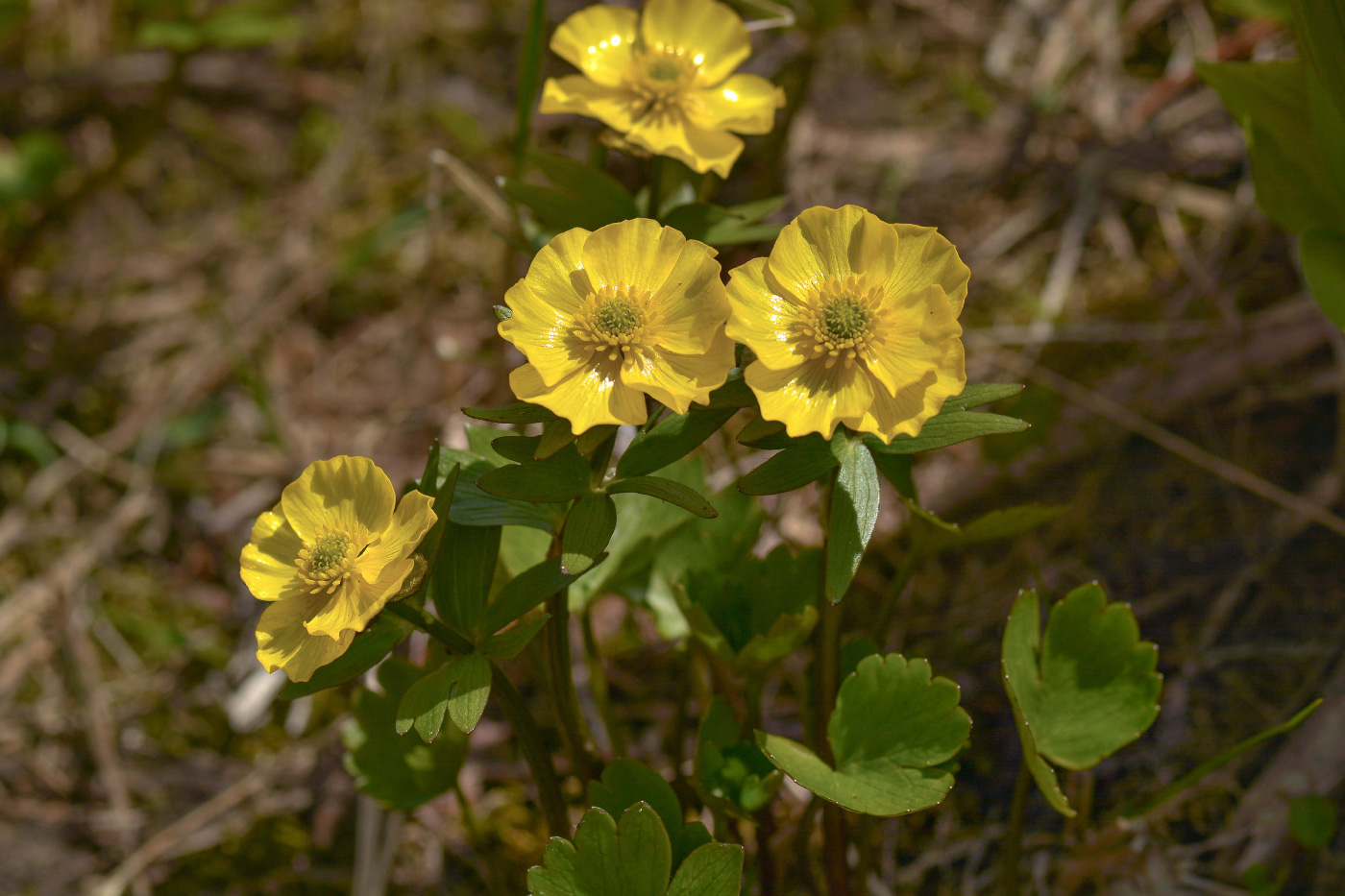 Изображение особи Ranunculus sulphureus.