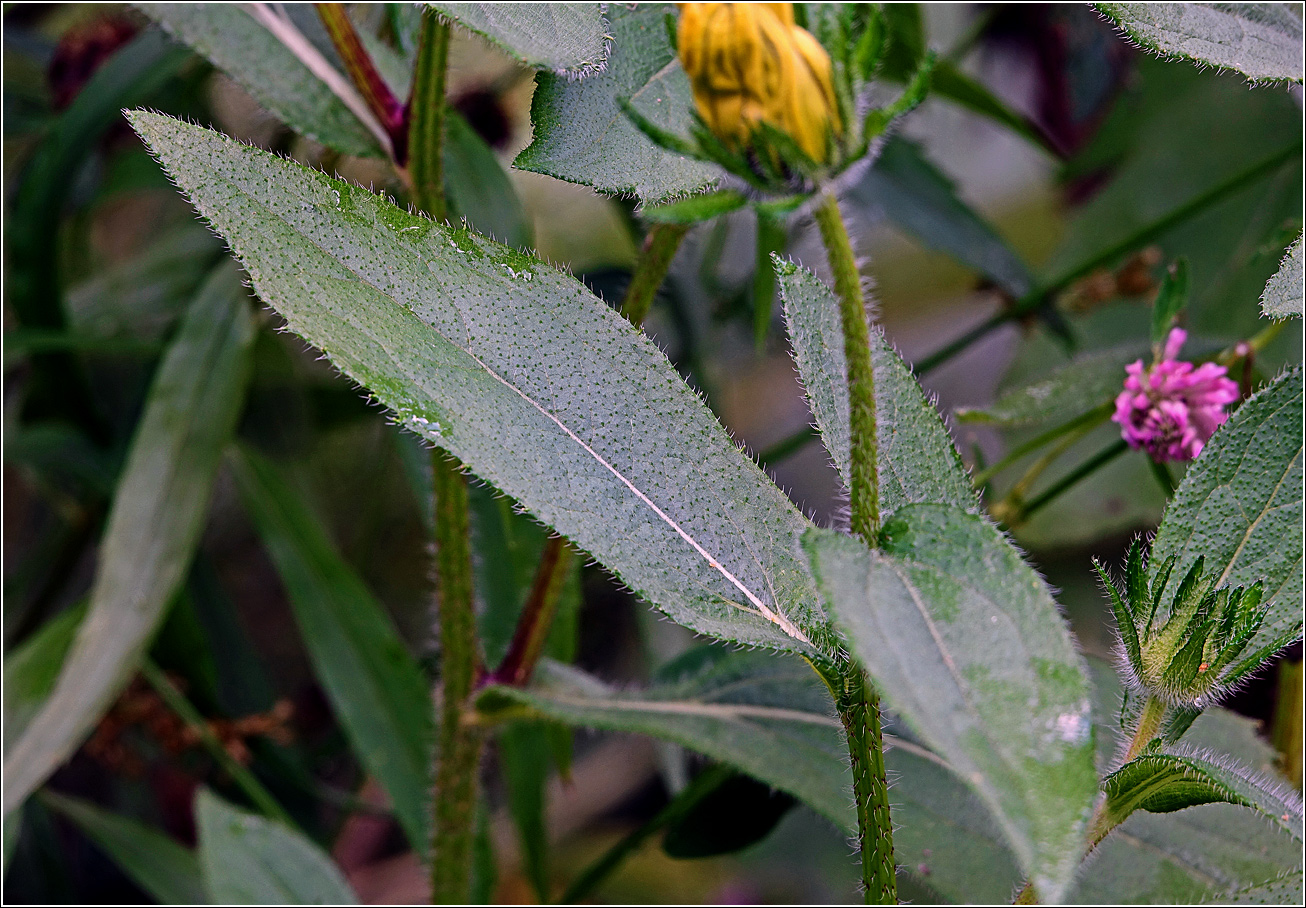 Изображение особи Rudbeckia hirta.