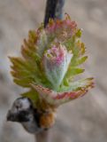 Vitis vinifera. Развивающийся побег. Крым, западная окраина г. Судак, близ горы Лысая (Голая), виноградник, туман. 22.04.2025.