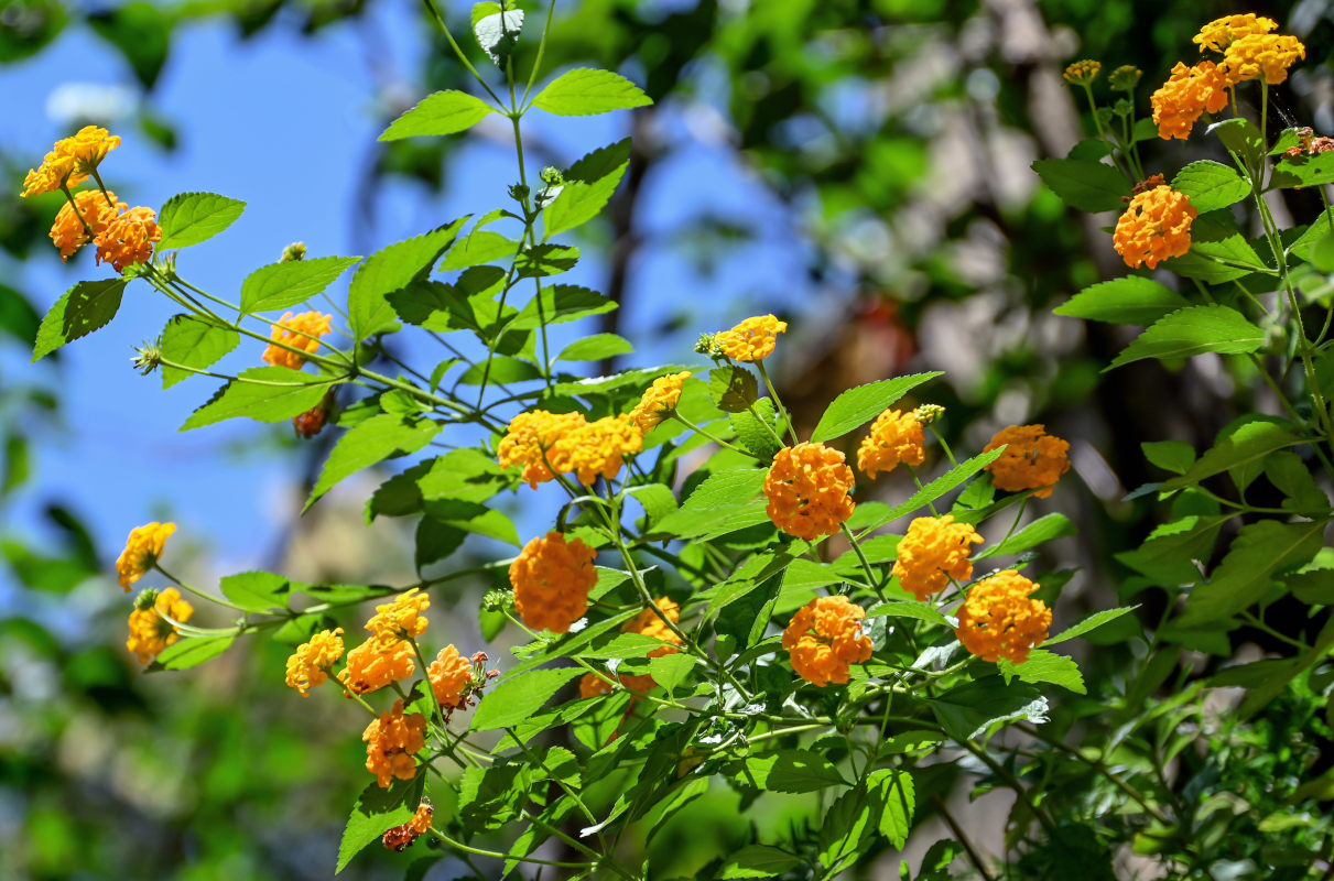 Image of Lantana &times; strigocamara specimen.