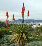 Aloe pluridens. Верхушка цветущего растения. Испания, Каталония, пров. Барселона, г. Барселона, ботанический сад (Jardi Botanic de Barcelona). Январь.