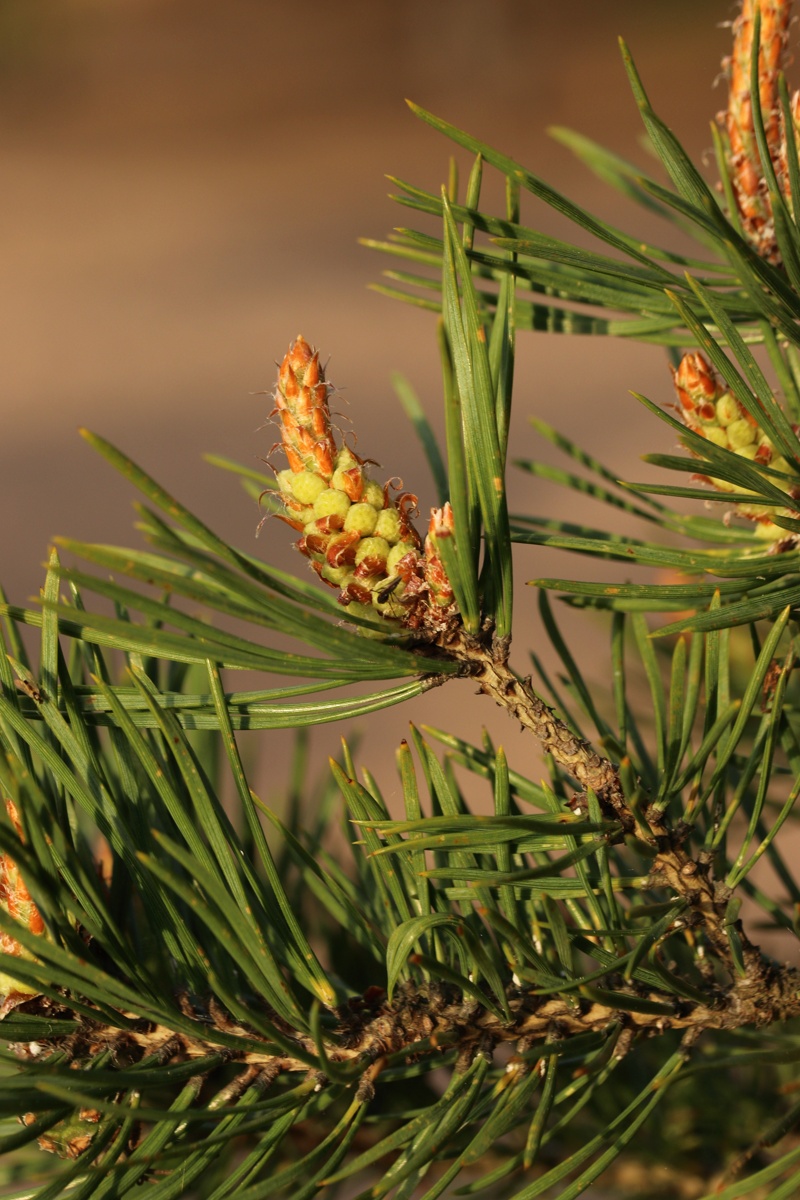 Image of Pinus sylvestris specimen.