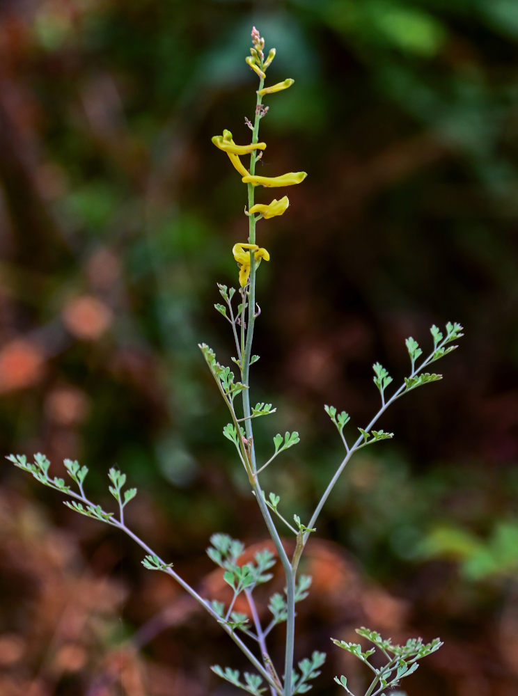 Изображение особи Corydalis adunca.
